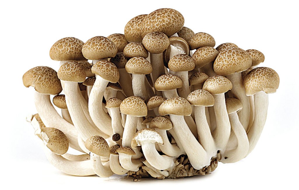 cogumelos-em-sao-paulo-consumo-verde