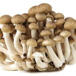 cogumelos-em-sao-paulo-consumo-verde