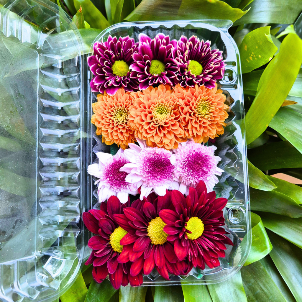 Flor Comestivel Crisantemo