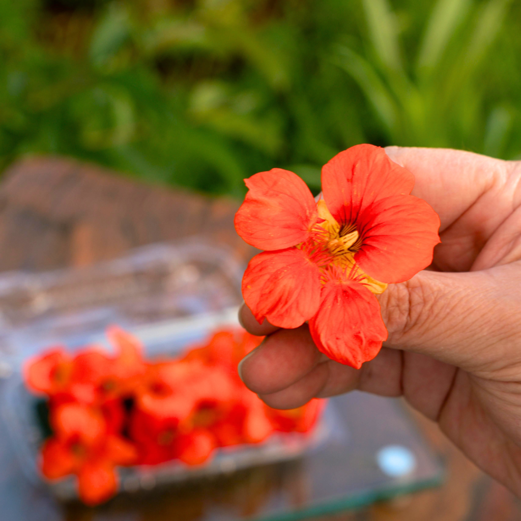 Flor Comestível Capuchinha